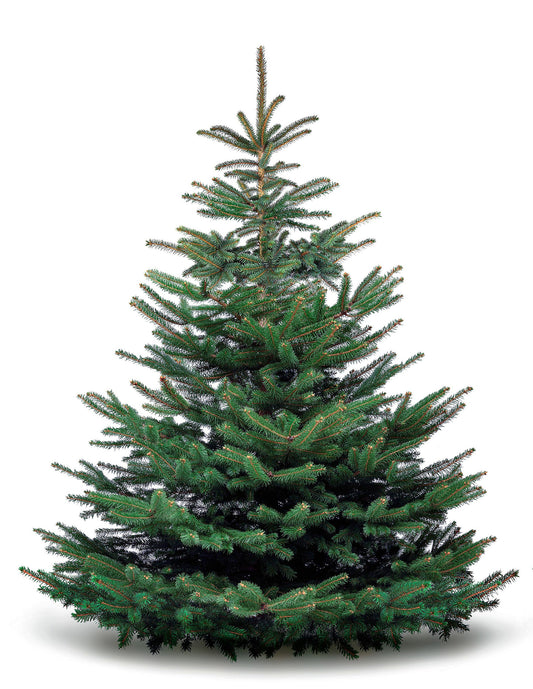 8-10ft Nordmann Fir